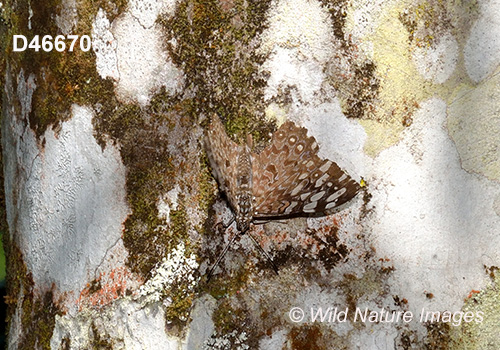 Variable Cracker (Hamadryas feronia)